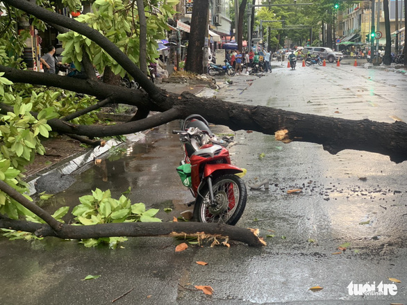 Two injured in tree collapse amid gale wind in Ho Chi Minh City