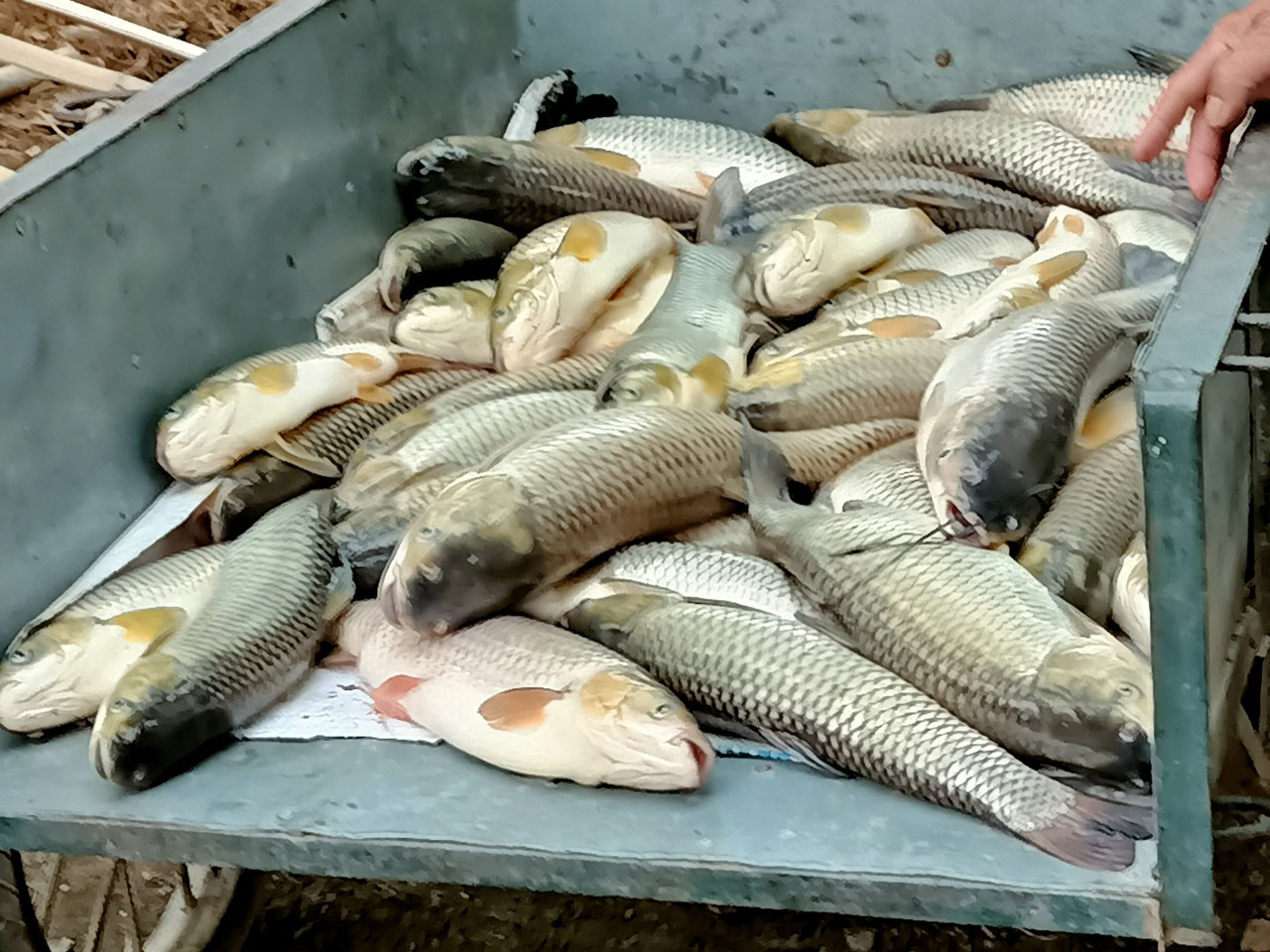 14 tonnes of farm-raised fish die within one day in north-central Vietnam