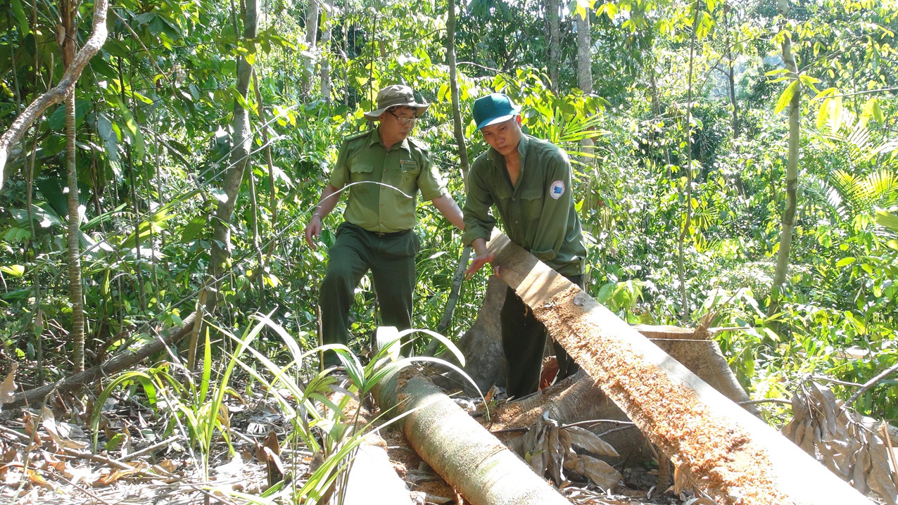 Five rangers prosecuted for irresponsibility, power abuse in deforestation case in south-central Vietnam