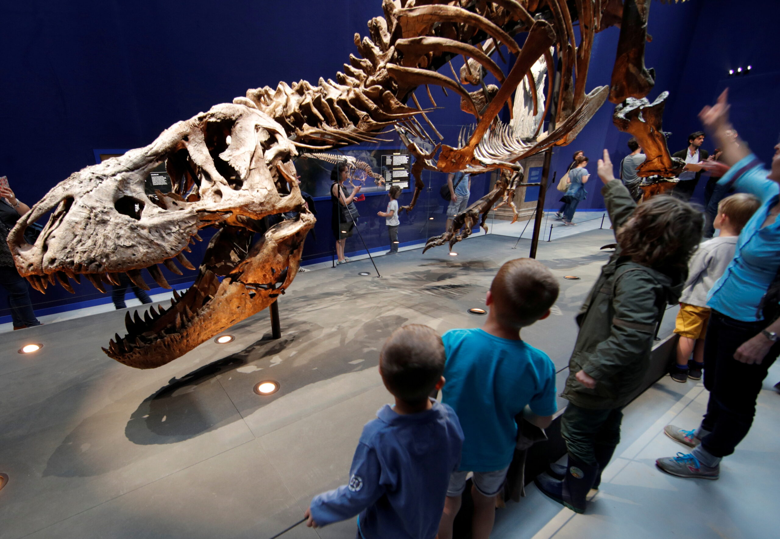 Keeping up with T. Rex was easy, Dutch researchers say