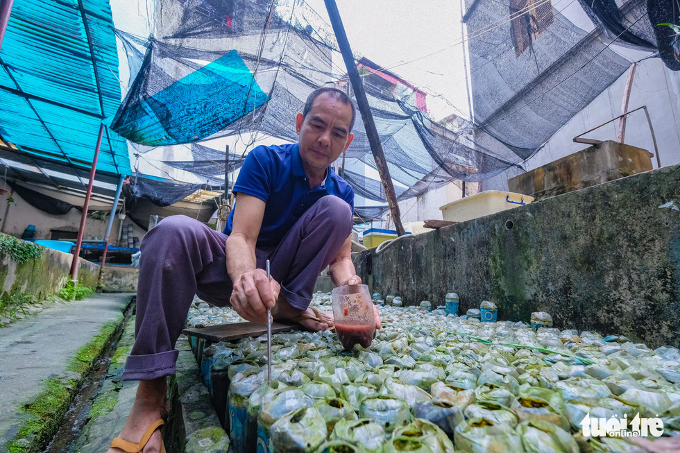 Hanoi man makes fortune off Siamese fighting fish