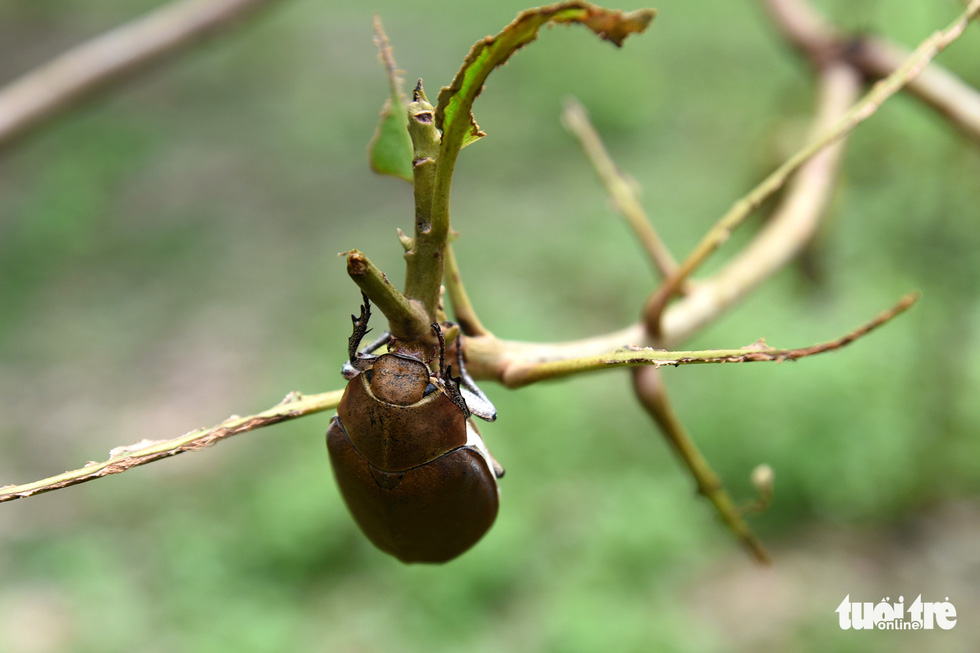 Fruit growers suffer great losses from beetle devastation in Vietnamese province