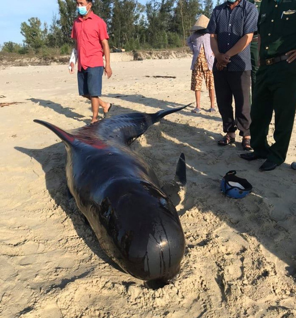 Whale dies after washing up twice on central Vietnam beach
