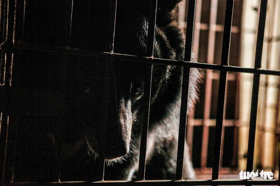 Vietnamese man fined nearly $30,500 for trading endangered bear’s limbs