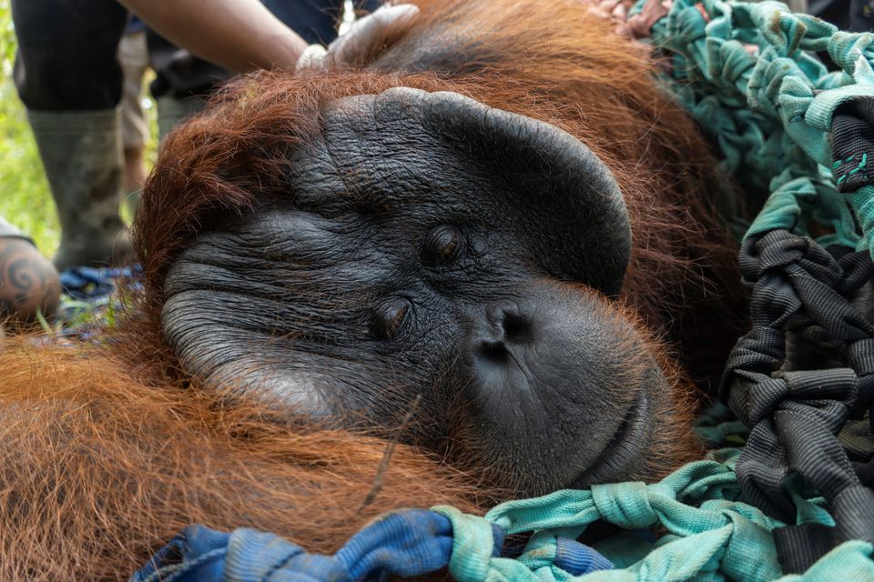 From village to conservation forest, Indonesian orangutan finds a new home