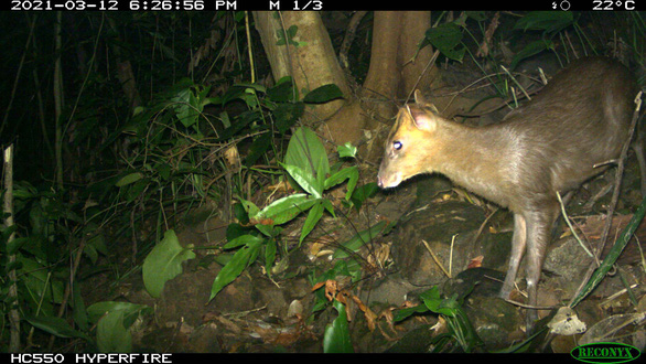 Rare muntjac rediscovered in central Vietnam reserve