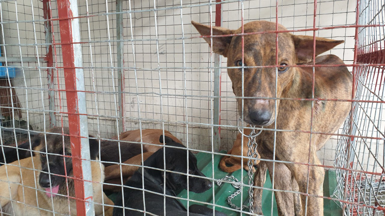Vietnam police use social media to help reunite stolen dogs with owners