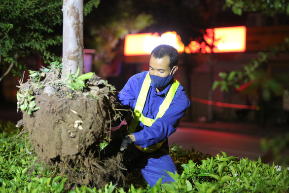 Hanoi uproots red maple trees for special care during summer heat