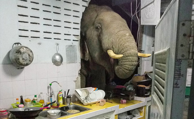 Elephant in the room: Thai family gets repeat mammoth visitor