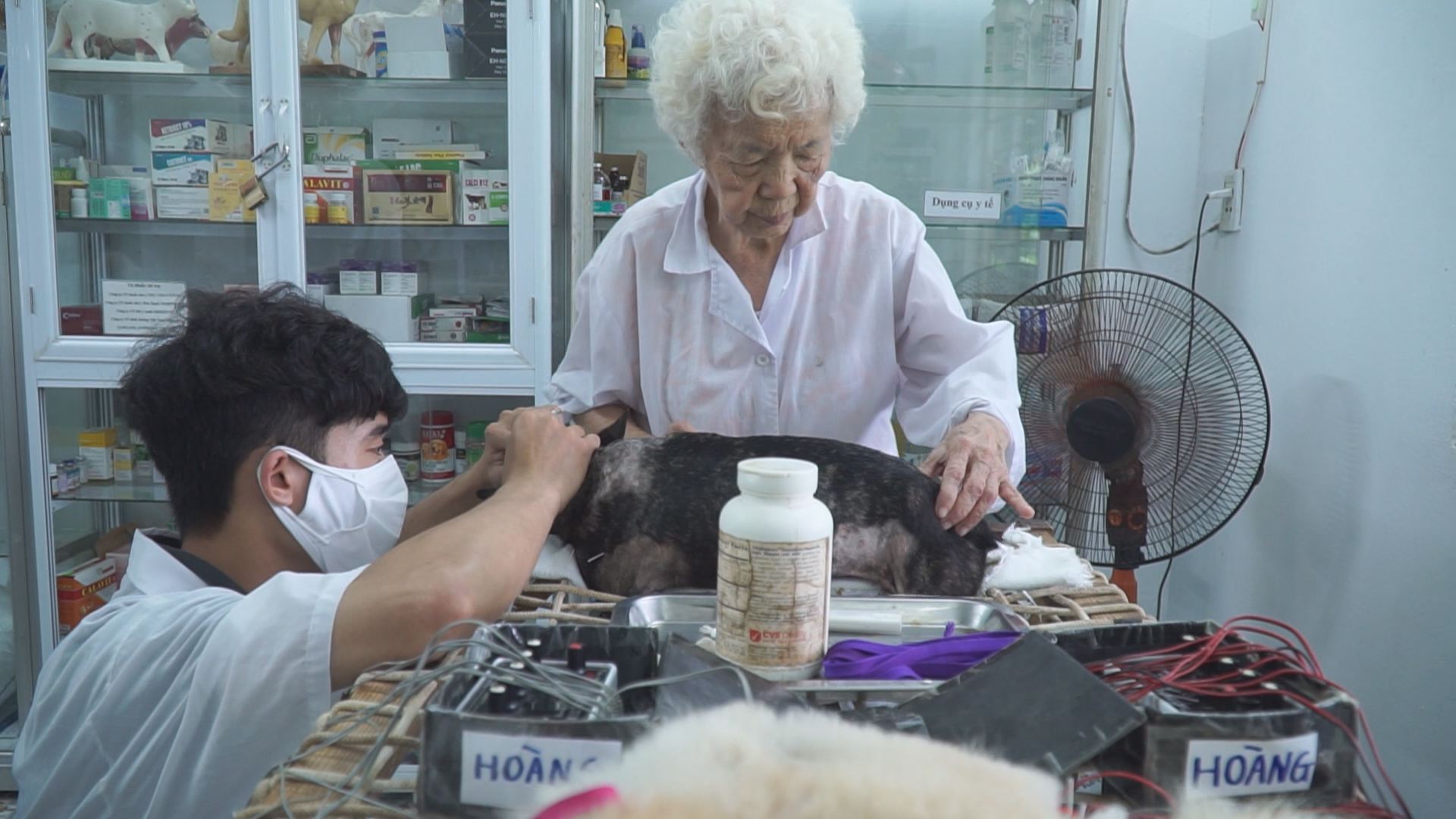Octogenarian offers free acupuncture to cure animals in Hanoi