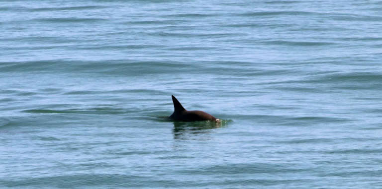 Mexico announces new steps to protect near-extinct porpoise