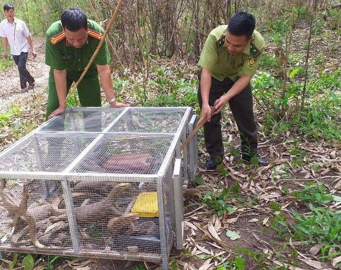 Vietnamese women fined over $44,000 for illegally buying endangered Bengal monitors