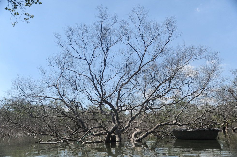 Mangrove forest in central Vietnam suffers from mass dieback