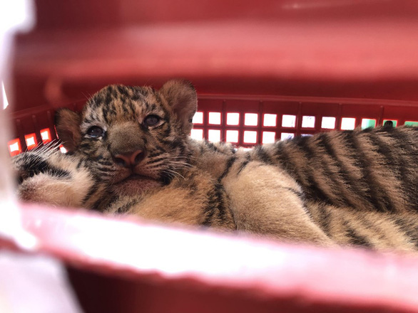 Two men held for trafficking tiger cubs in Vietnam