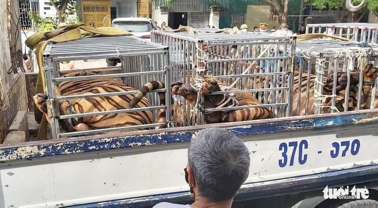 Police discover 15 tigers at resident’s house in north-central Vietnam