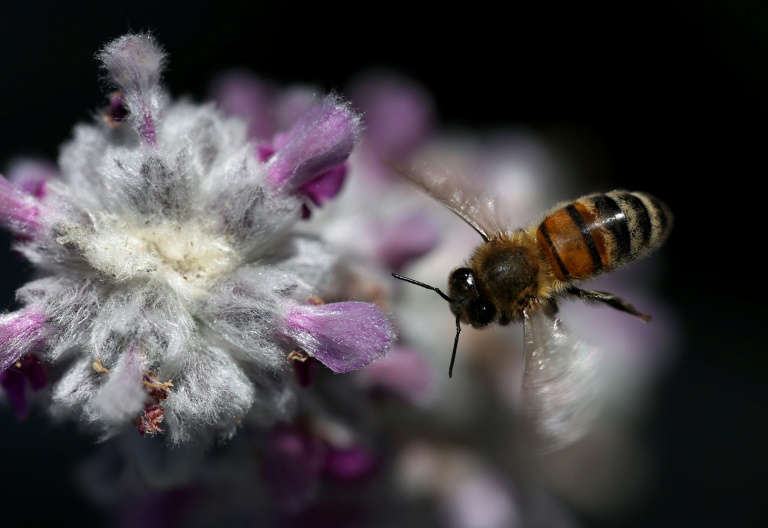 Pesticide threat to bees likely 'underestimated': study