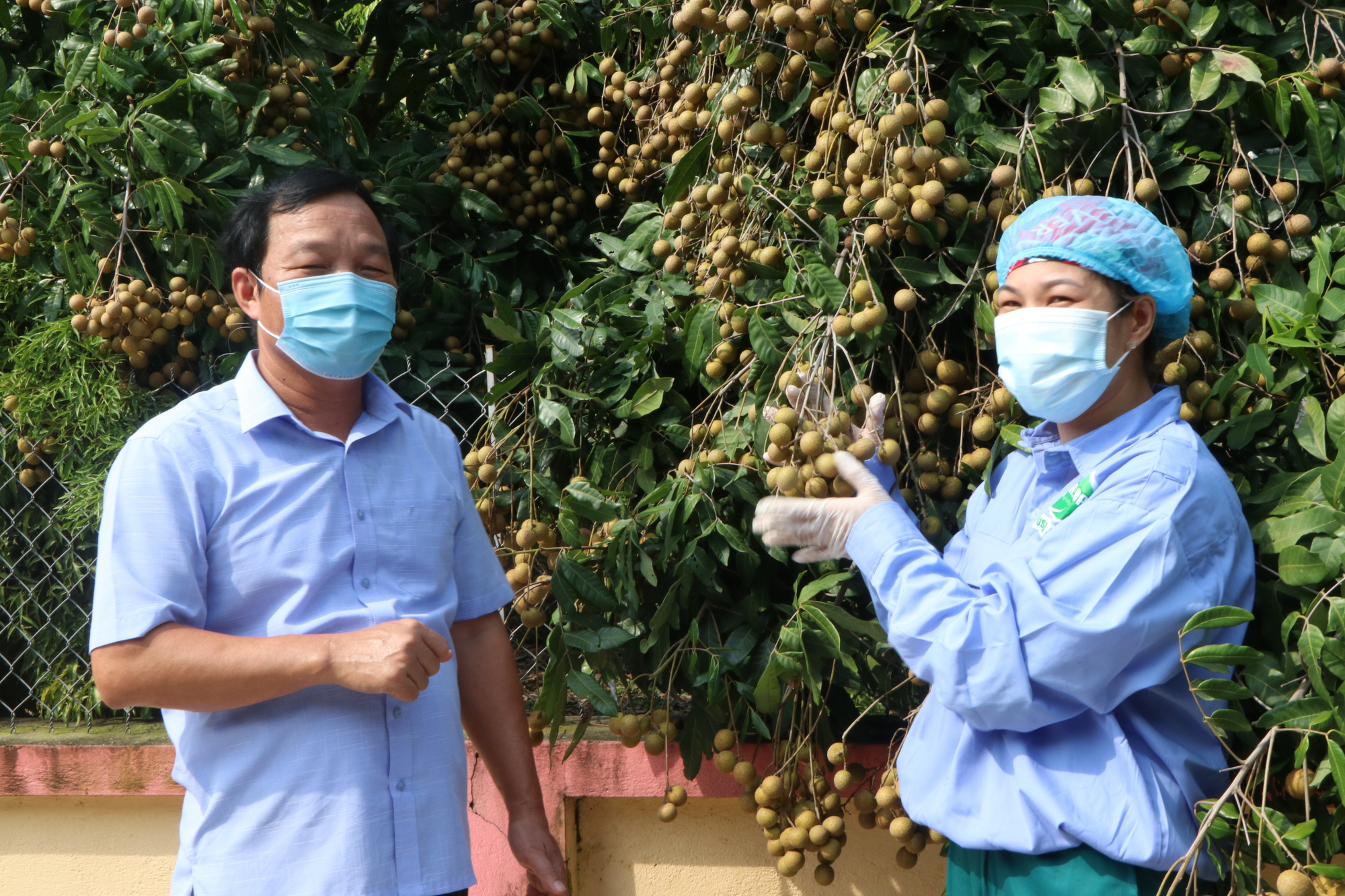 Vietnam’s Hai Duong begins harvesting longan for exports