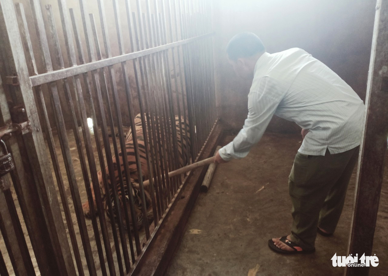 Two residents nabbed for raising tigers illegally in north-central Vietnam