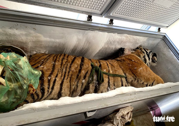 Vietnam police investigate man after finding dead tiger in freezer at his house