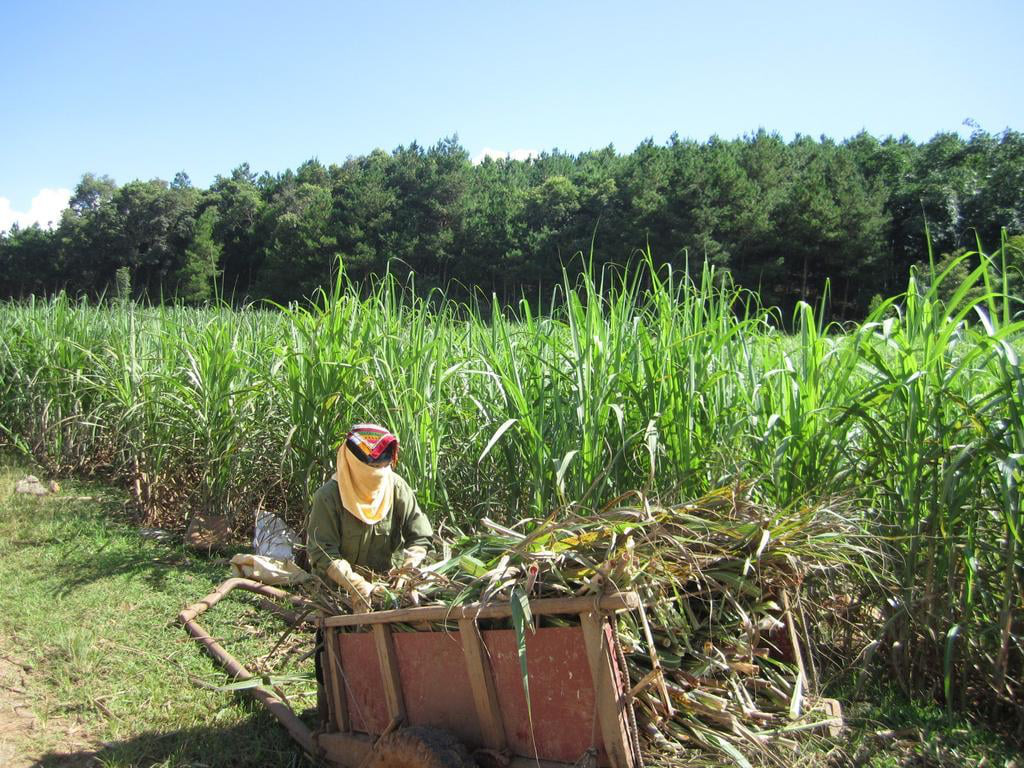 Vietnam investigates trade remedy evasion by imported cane sugar