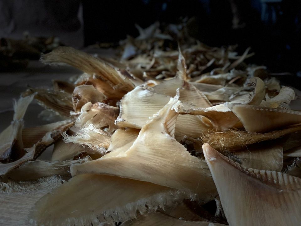 Colombia confiscates nearly 3,500 shark fins on their way to Hong Kong