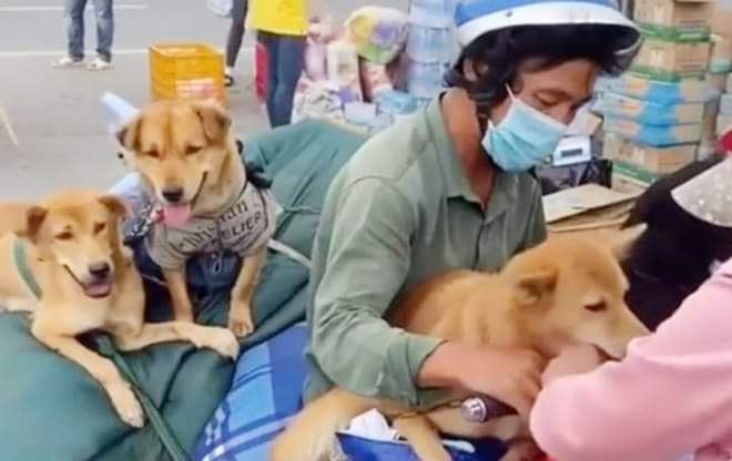 Public uproar provoked as 13 dogs culled after owners test positive for COVID-19 in Vietnam’s Mekong Delta