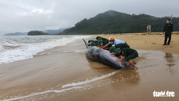 Three-ton whale rescued from being stranded on shore in central Vietnam