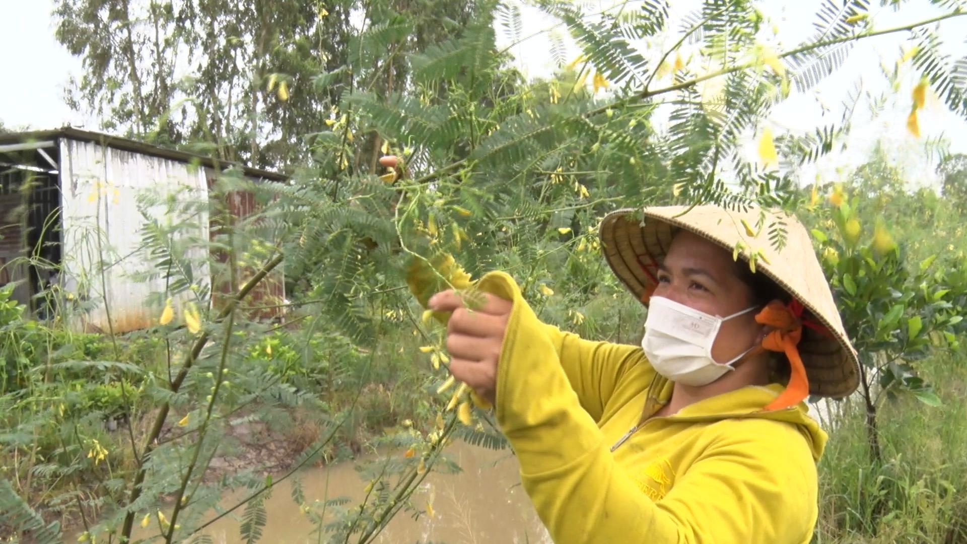 Flood season marks harvest time for Egyptian riverhemp flowers in Vietnam’s Mekong Delta