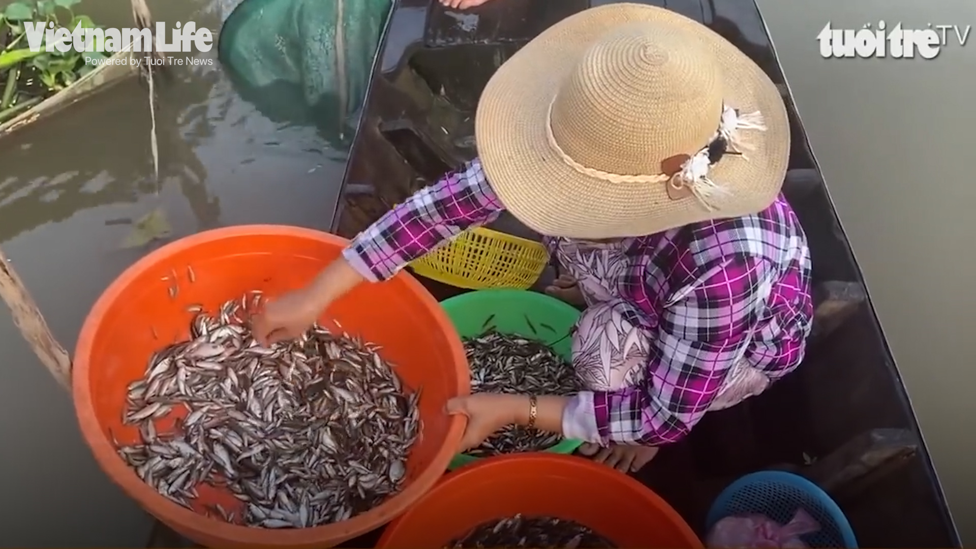 Siamese mud carp: A culinary gift from Vietnam's Mekong Delta