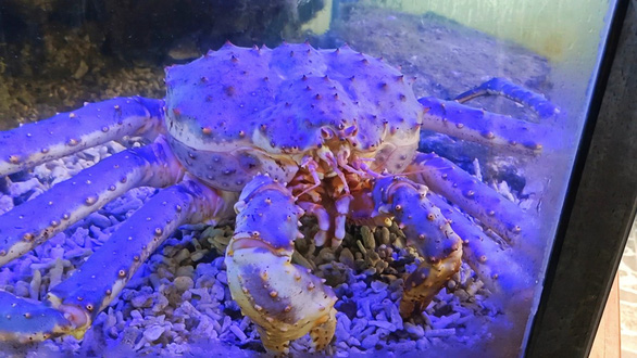 Rare purple king crab on display in Vietnam’s Nha Trang