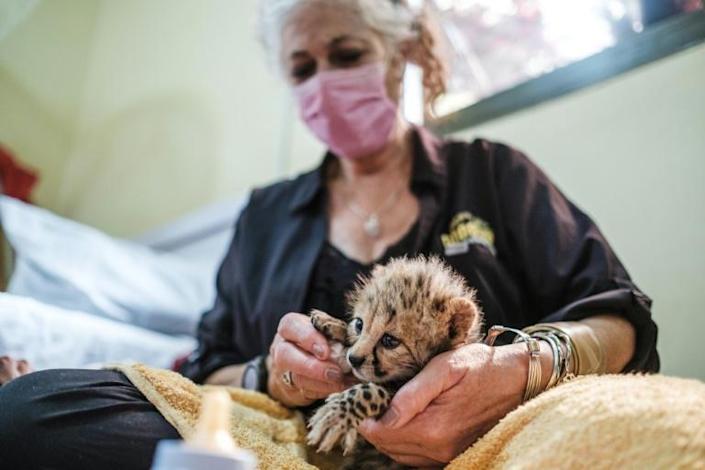Cheetahs fast running to extinction as cub trade thrives