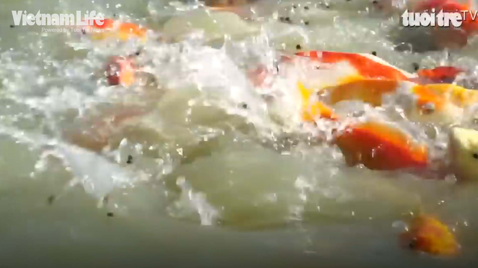 Saigon farmer makes a fortune from Koi fish farming