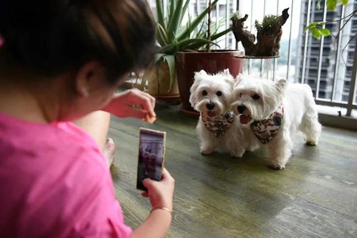 Give the dog a phone: device could ease pain for lonely mutts
