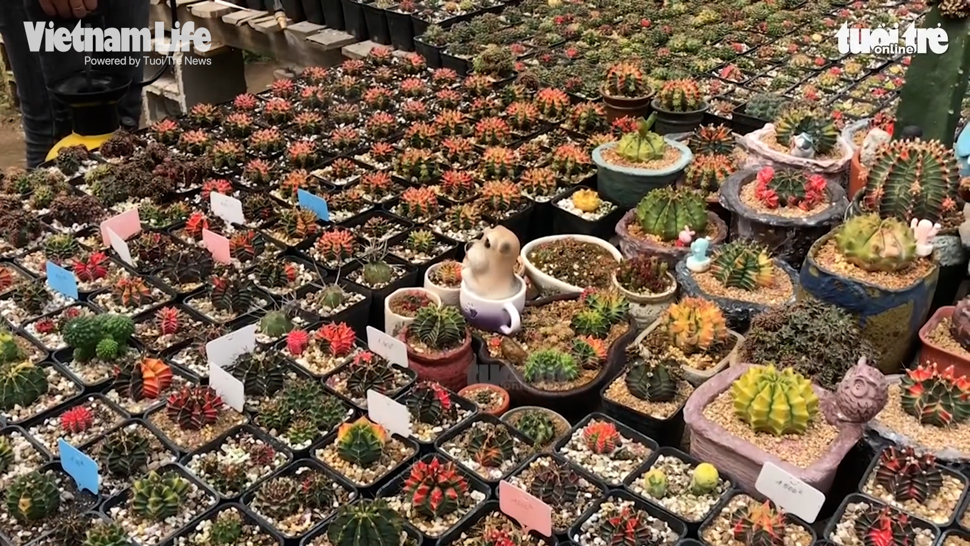 Check out this garden with 50,000 succulents in Vietnam
