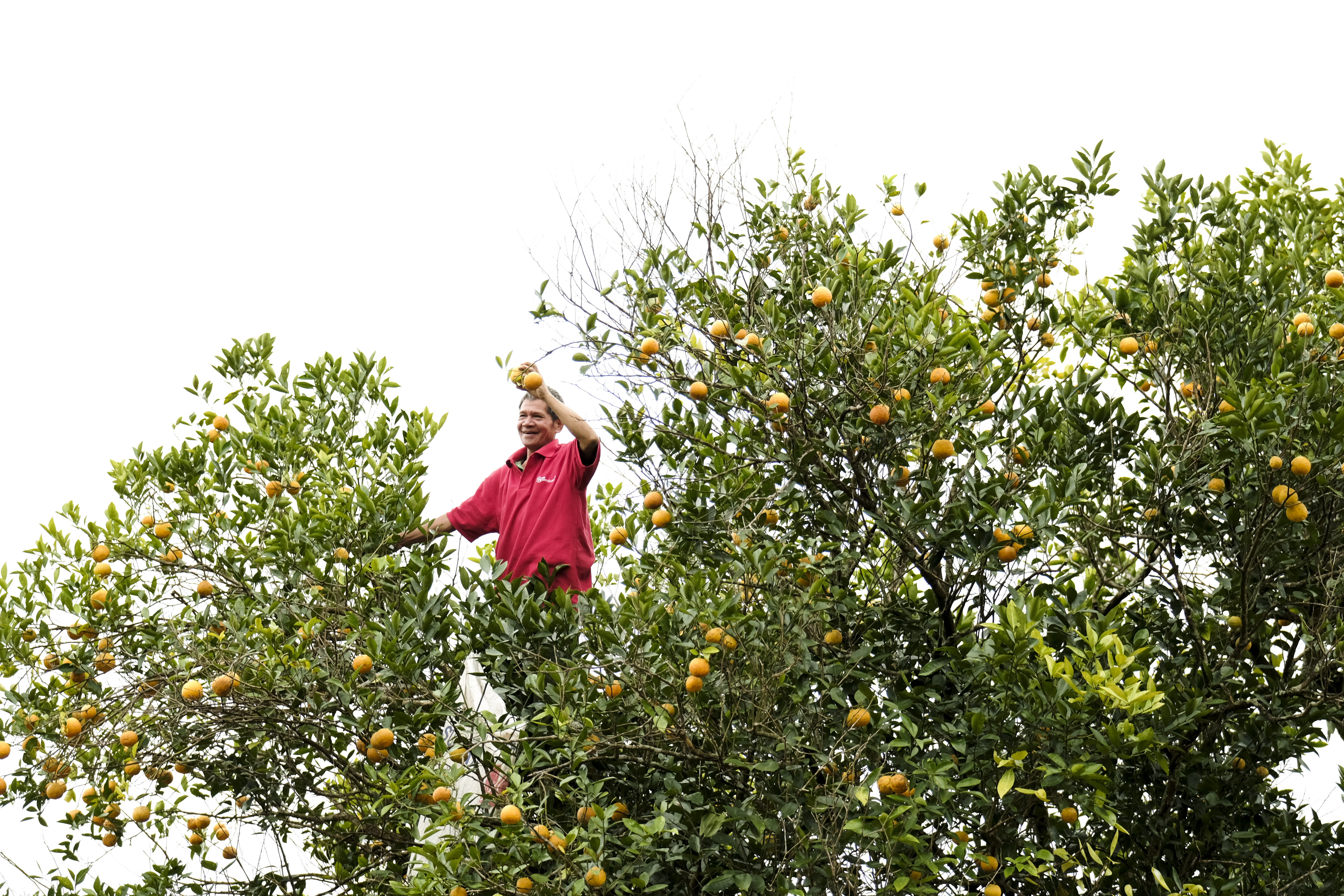 Mountain oranges enter harvest season in central Vietnam