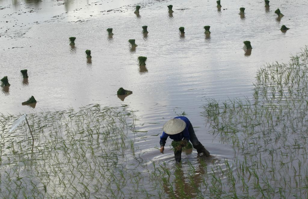 Asia rice-Vietnam rates at 4-month low as holiday lull hits top exporters