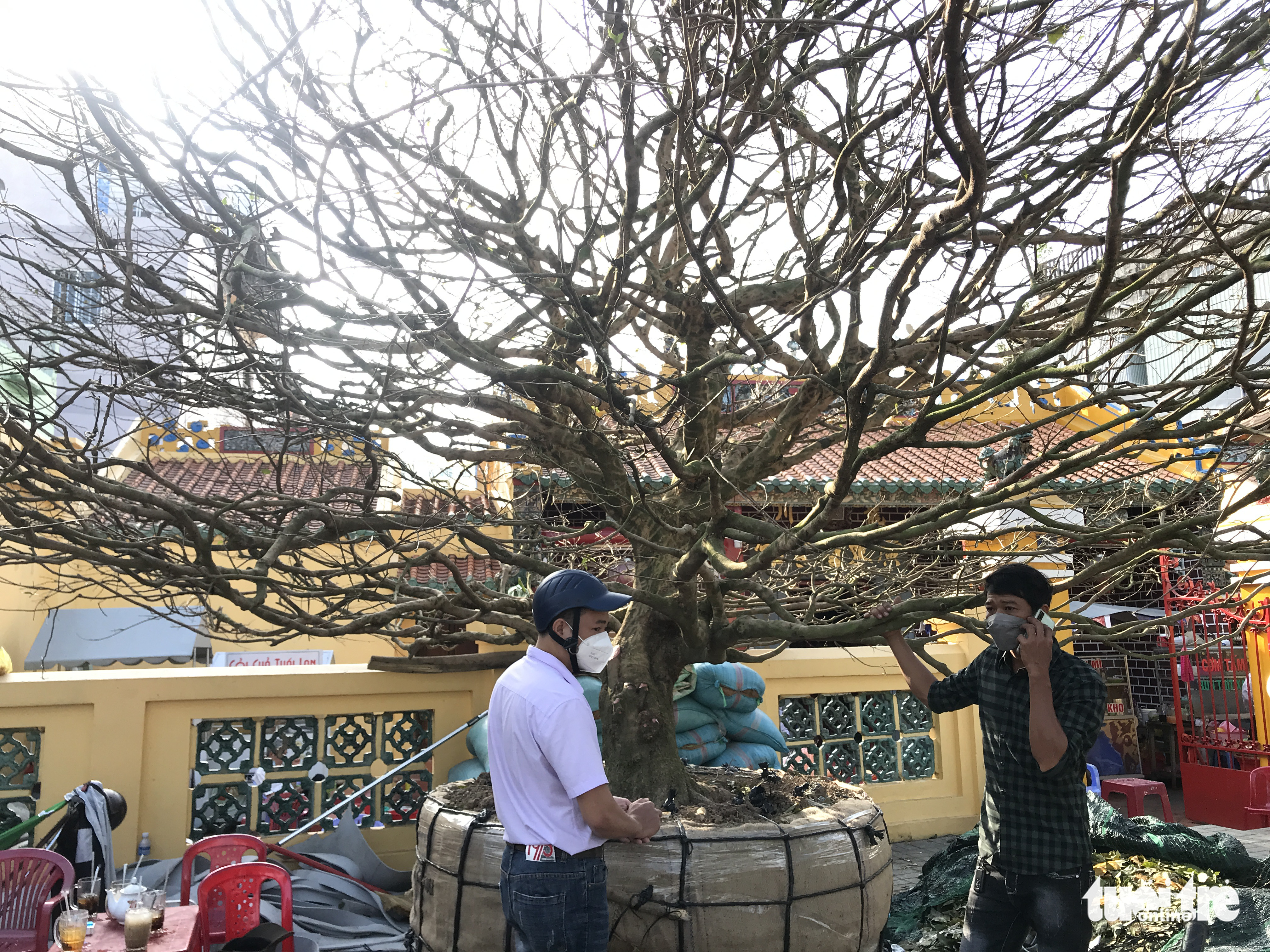 50-year-old yellow apricot tree sold for $264,000 in Vietnam’s Mekong Delta