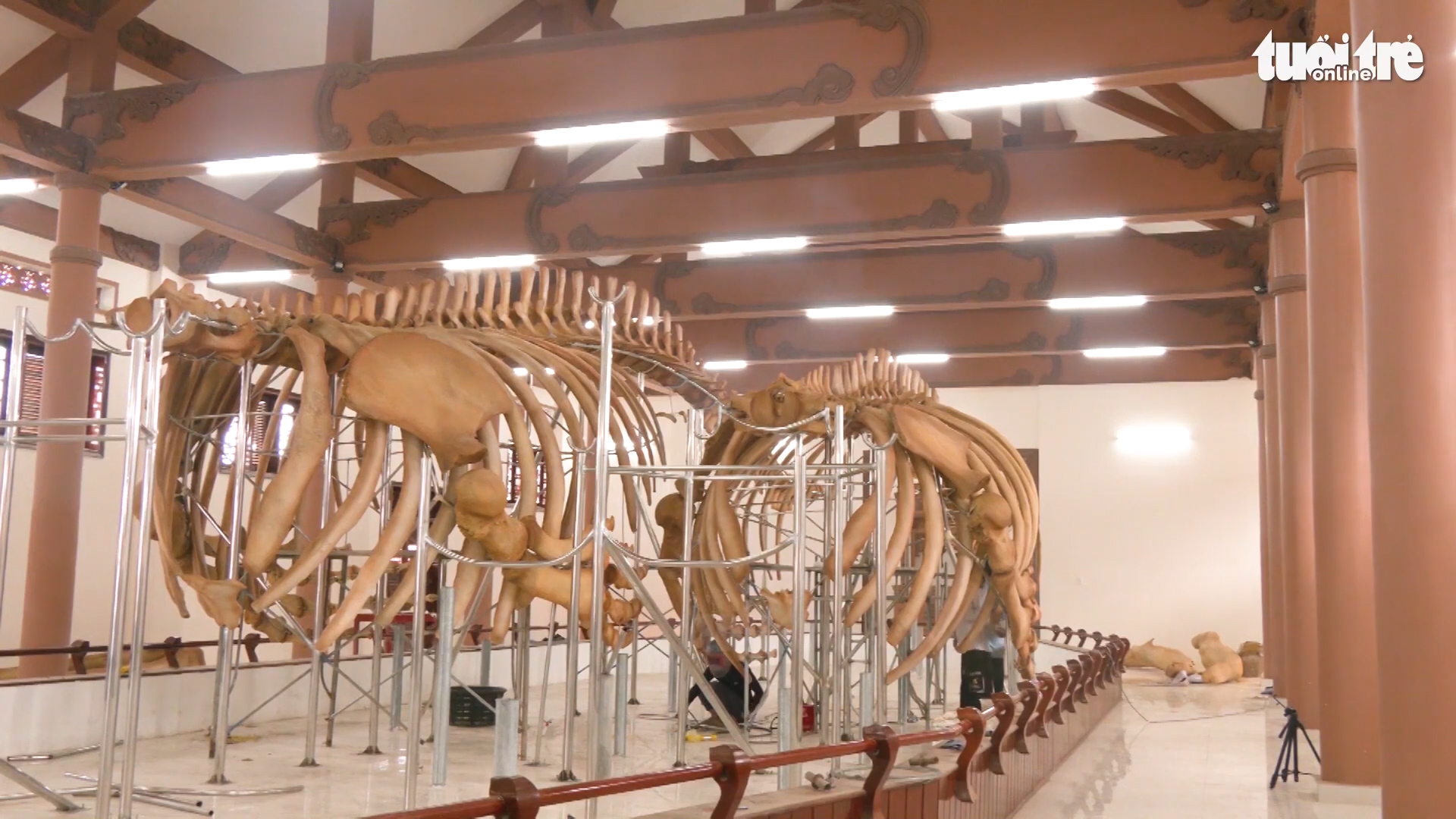 Two sets of 300-year-old whale skeleton restored in central Vietnam