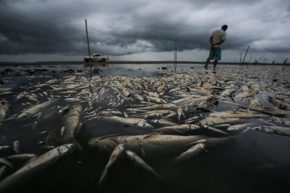 Brazil punishing drought clogs shallow lagoon with dead fish