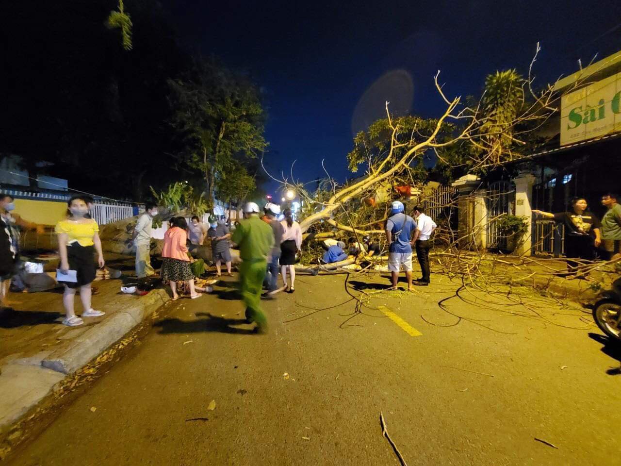 Tree falls despite clear skies, injuring two women in Ho Chi Minh City