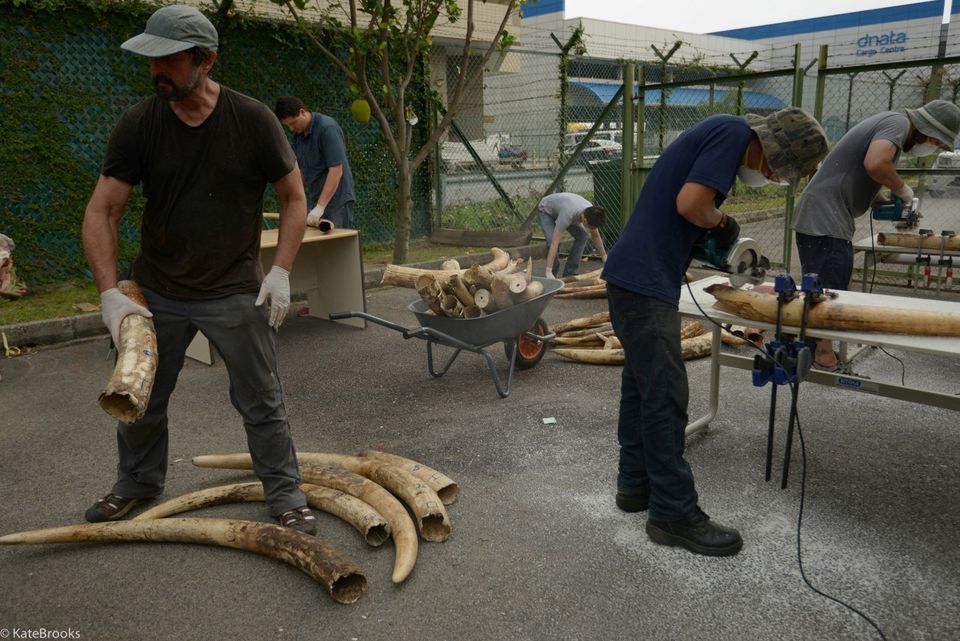 Elephant tusk DNA sleuthing reveals ivory trafficking networks