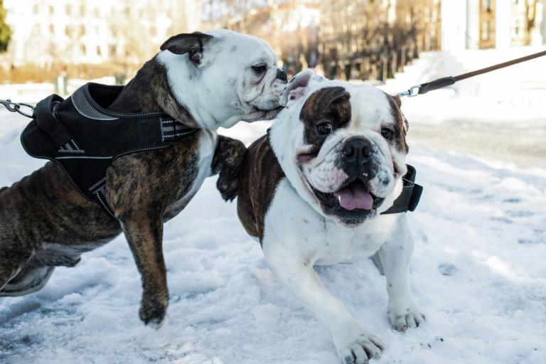 Breeding ban for bulldogs and cavaliers in Norway