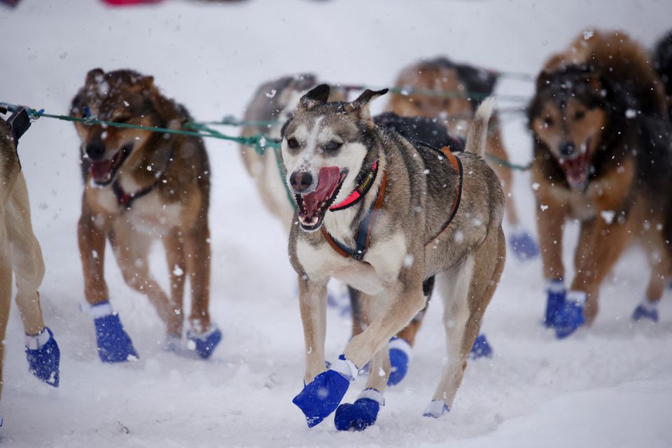 Climate change, COVID loom over Alaska's 50th annual Iditarod Sled Dog Race