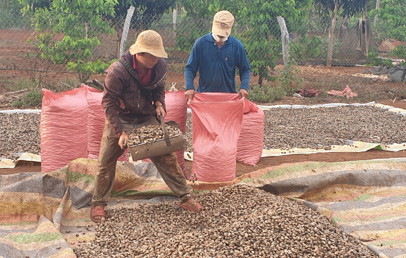 Vietnamese cashew nut exporters face $7mn loss over suspected scam