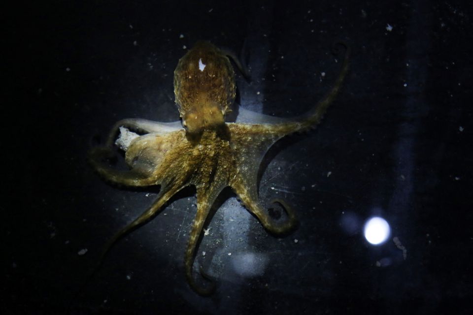 Fish waste become octopus food as farms expand amid captivity concerns