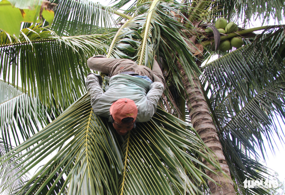 Man climbs coconut tree like a cat in Vietnam