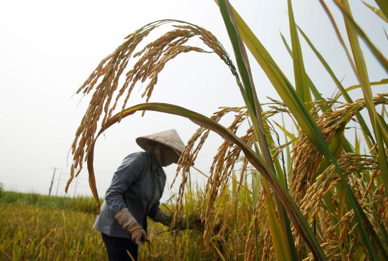 Asia rice-Indian rates ease as supplies rise; Vietnam, Thai rates steady