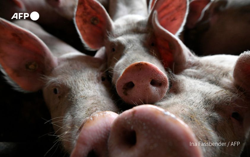 Researchers decode pigs' well-being through oinks and grunts