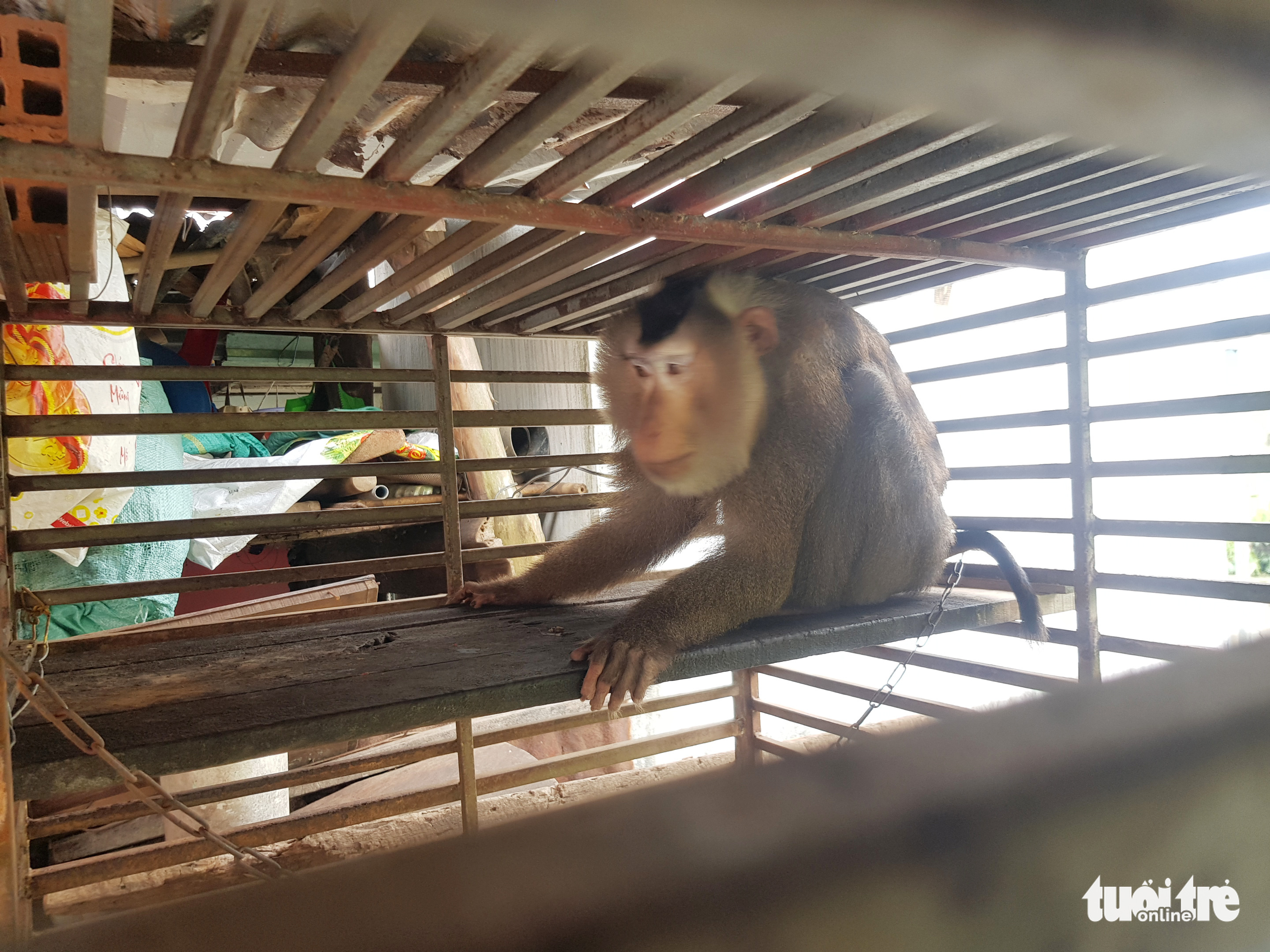 Ho Chi Minh City resident hands over rare, endangered macaque to rangers
