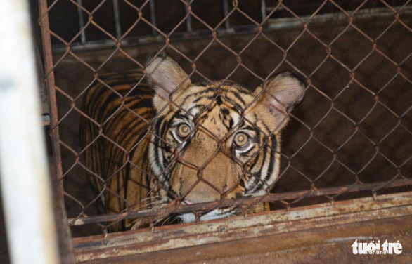 Vietnamese woman gets 30-month jail term for illegally raising tigers at home